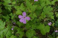 Geranium robertianum