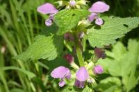 Lamium maculatum