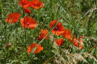 Papaver rhoeas