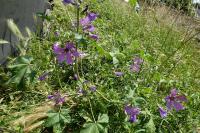 Malva sylvestris