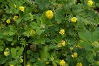 Medicago lupulina