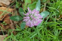 Trifolium pratense