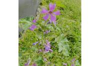 Malva sylvestris