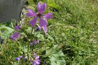 Malva sylvestris