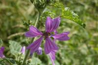 Malva sylvestris