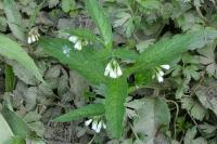 Symphytum officinale