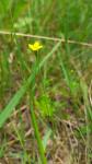 Cicendia filiformis