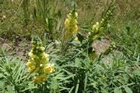 Linaria vulgaris