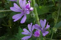 Malva sylvestris