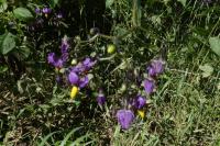 Solanum dulcamara