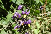 Solanum dulcamara