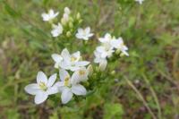 Centaurium erythraea