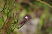 Epilobium parviflorum