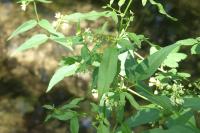 Vincetoxicum hirundinaria