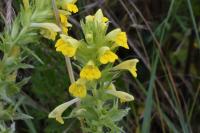 Bellardia viscosa
