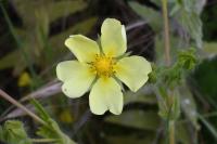 Potentilla recta