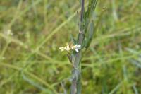 Turritis glabra