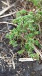Polycarpon tetraphyllum