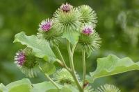Arctium lappa