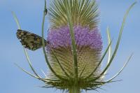 Dipsacus fullonum