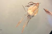 Bolboschoenus