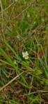 Viola arvensis