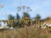 Trocdaris verticillatum