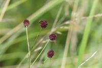 Sanguisorba officinalis