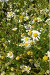Tripleurospermum inodorum