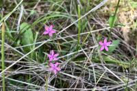 Dianthus armeria