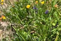 Polygala vulgaris