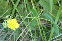 Helianthemum nummularium