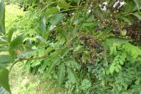Sambucus nigra