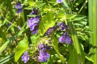Scutellaria hastifolia