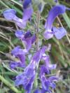 Salvia pratensis