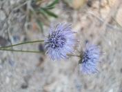 Jasione