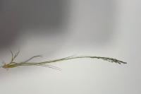 Eragrostis pilosa