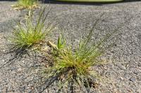 Eragrostis pilosa