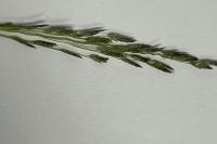 Eragrostis pilosa