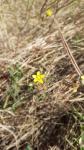 Tuberaria guttata