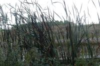 Typha latifolia