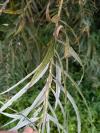 Salix viminalis