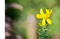 Ulex minor