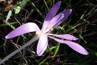 Colchicum autumnale