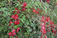 Parthenocissus quinquefolia