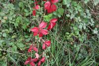 Parthenocissus quinquefolia