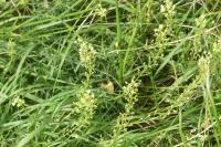 Reseda lutea