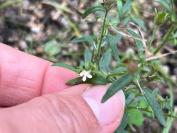 Chaenorhinum minus