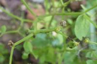 Euphorbia peplus