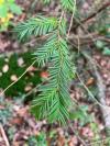 Taxus baccata